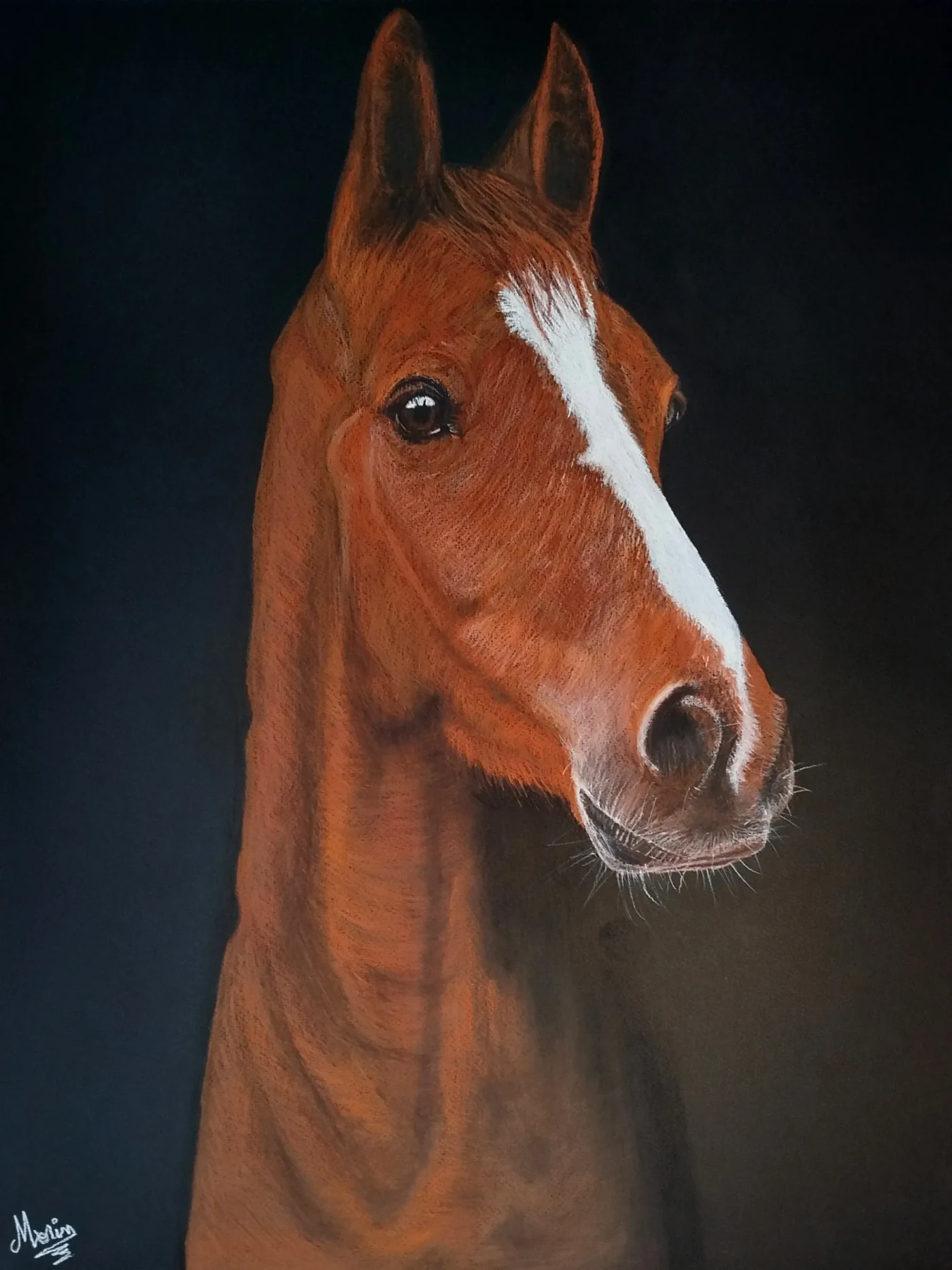 D'Artagnan de Circee, dessin animalier aux trois crayons par Jeremy MORIN